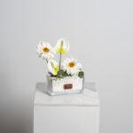 فازة جربيرا - 1