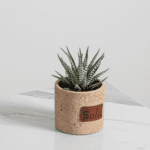 نبتة صبار - 1