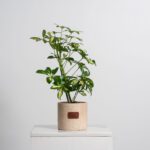 نبتة شفليرا - 1