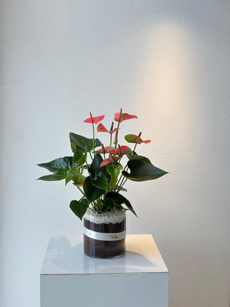 WhatsApp Image 2025-11-10 at 1.21.39 PM Blush of Serenity Bouquet