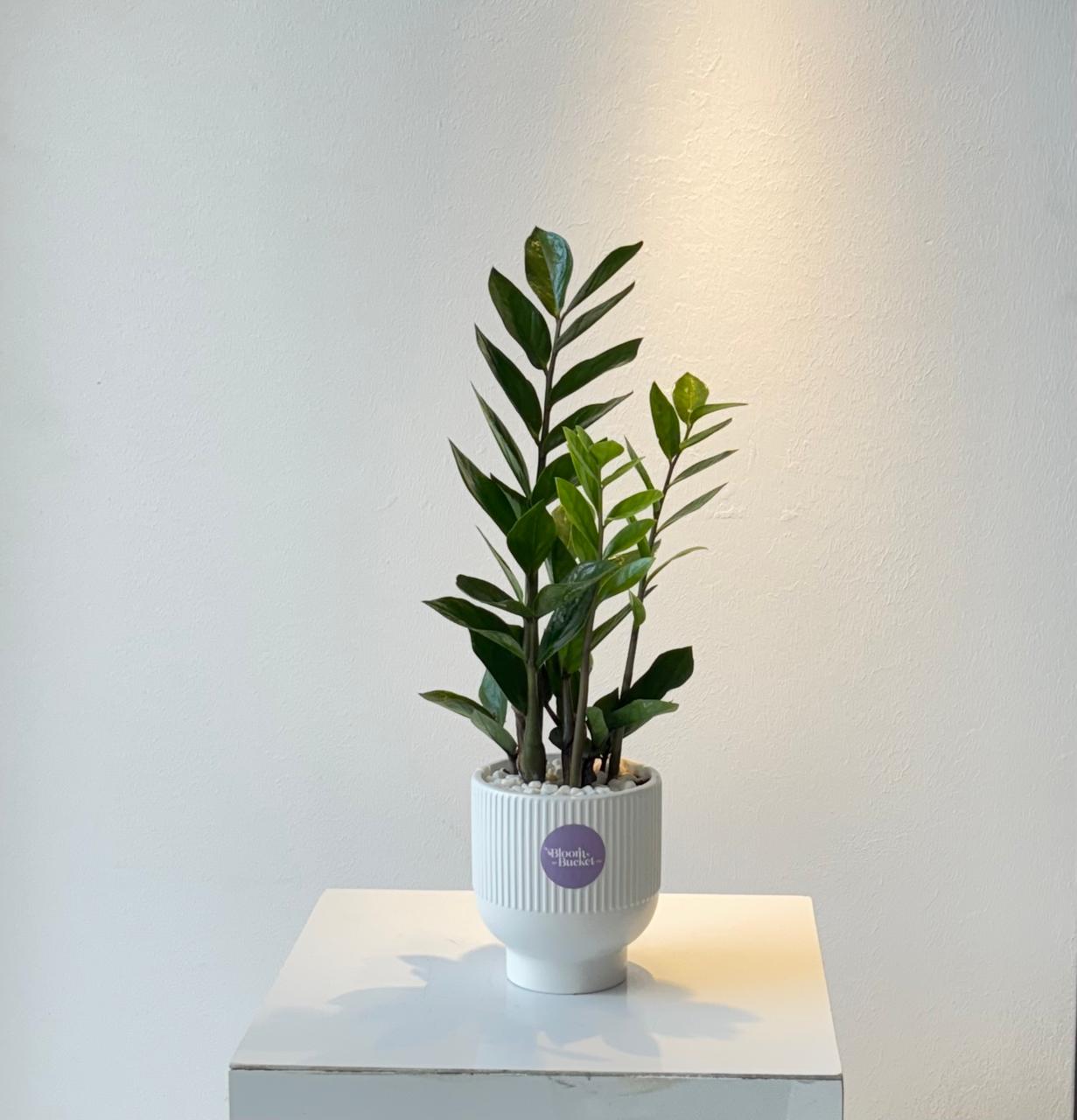 WhatsApp Image 2025-11-12 at 1.02.29 PM نبتة الخلود