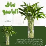 عشره ساق البامبو بالفازه