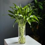 عشره ساق البامبو بالفازه - 1