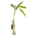 ساق بامبو عدد1 بالفازه